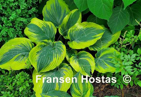 Hosta The King